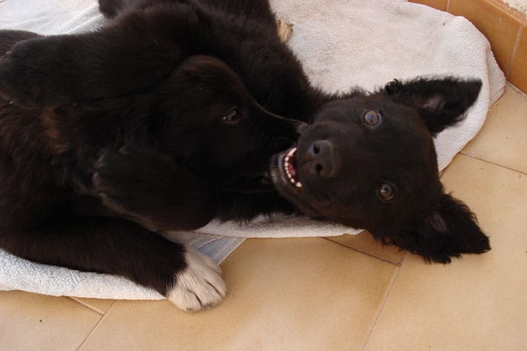 leroy-and-stitch2 Photo of Leroy and Stitch playing when they were puppies.
