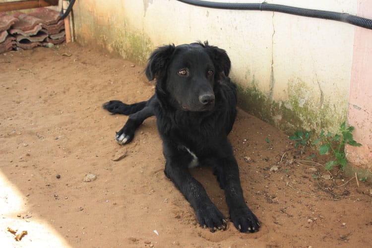 leroy mannara bros Photo of Leroy as an adult laying on the soil.