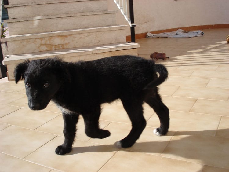 leroy mannara bros Photo of Leroy when he was a puppy, with his typical troublemaker look.