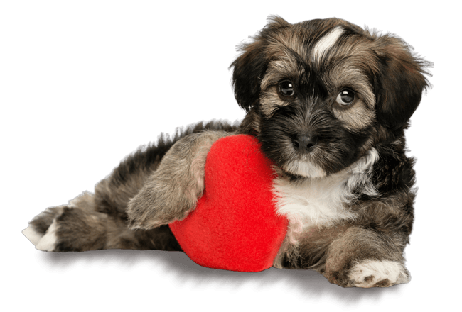 love-dog-web