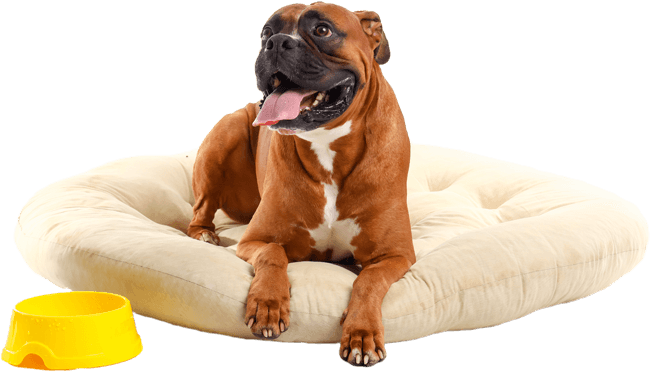 pet-sitting