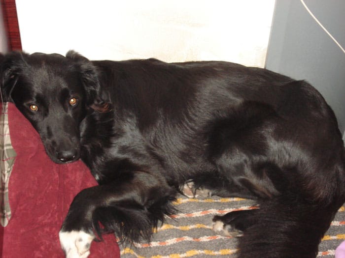 stitch-2 Photo of Stitch as an adult laying next to our bed.