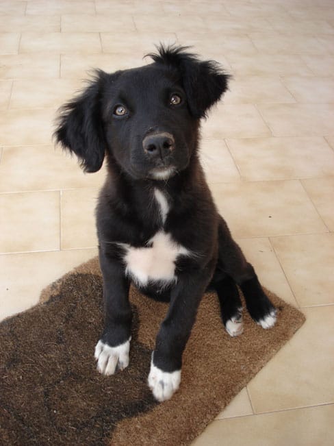 stitch Photo of Stitch as a puppy.